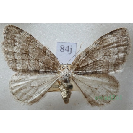 Epirrita dilutata (Denis & Schiffermüller, 1775) Paśnik rozmytek Czech84j